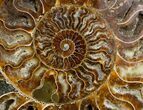 Huge Polished Cleoniceras Ammonite - Half #5213-3
